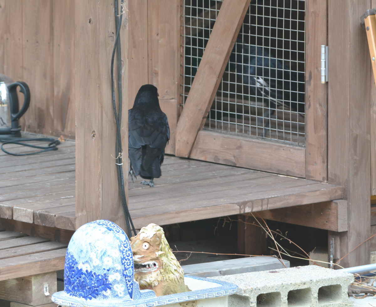 ハシボソのお母さん