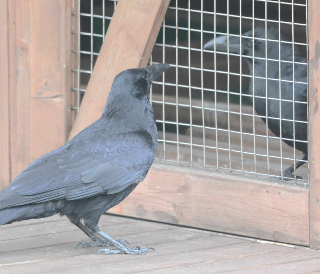 ハシボソのお母さん