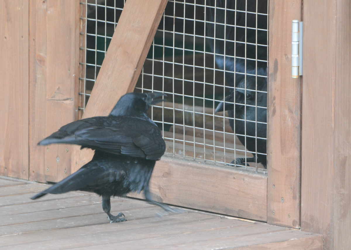 ハシボソのお母さん