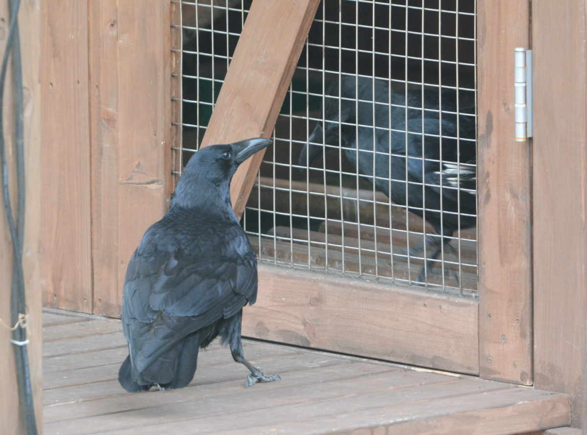 ハシボソのお母さん