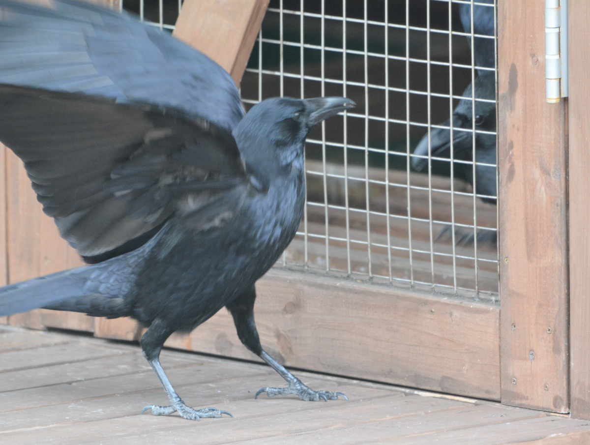 ハシボソのお母さん