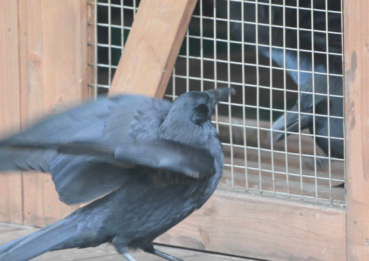 ハシボソのお母さん