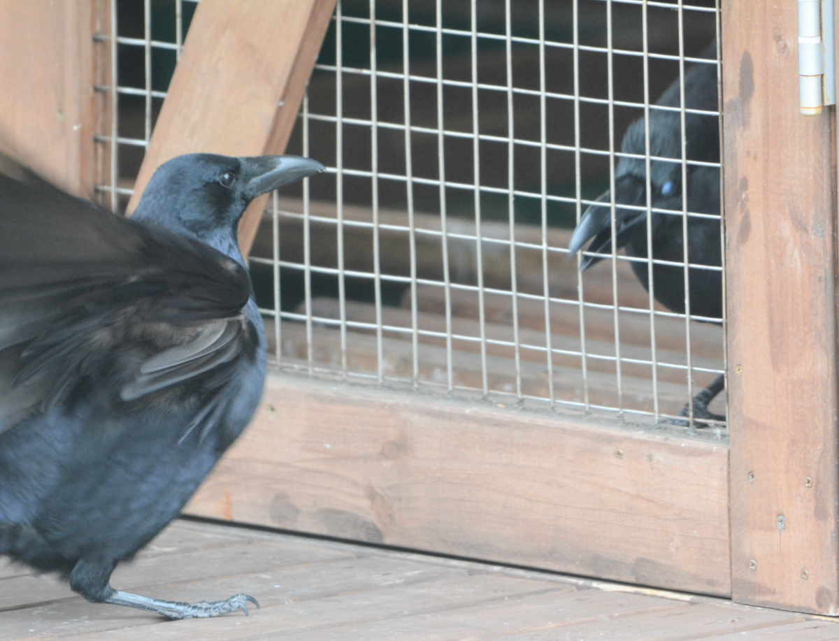 ハシボソのお母さん