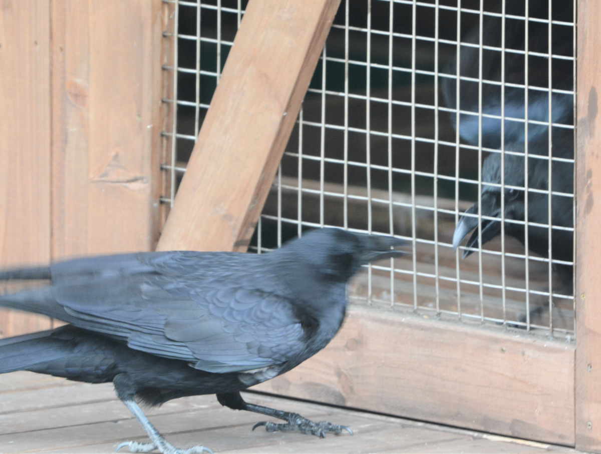 ハシボソのお母さん