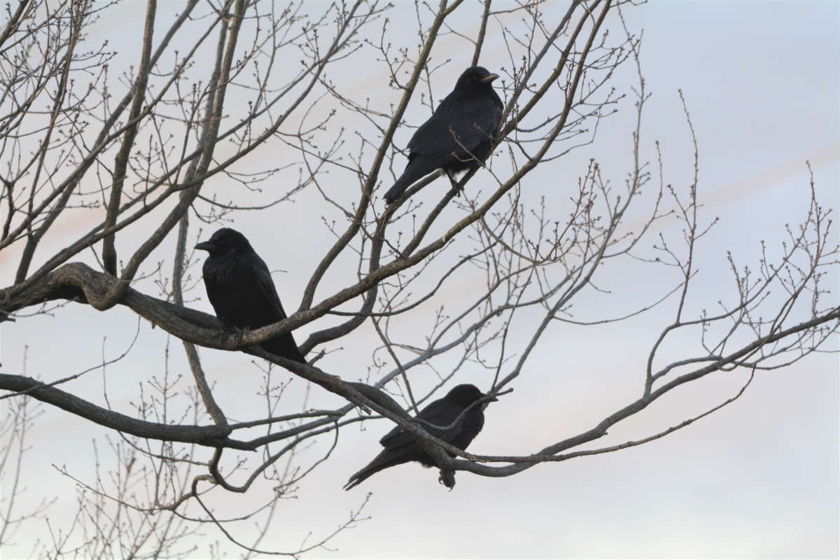 ハシボソのお母さん