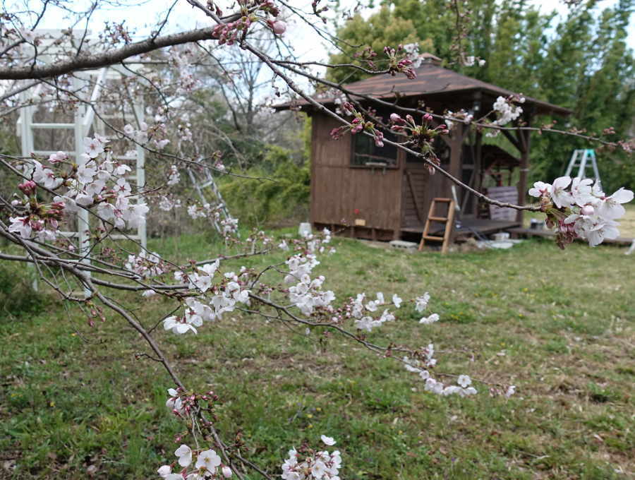 庭の桜