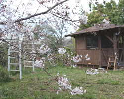 庭の桜