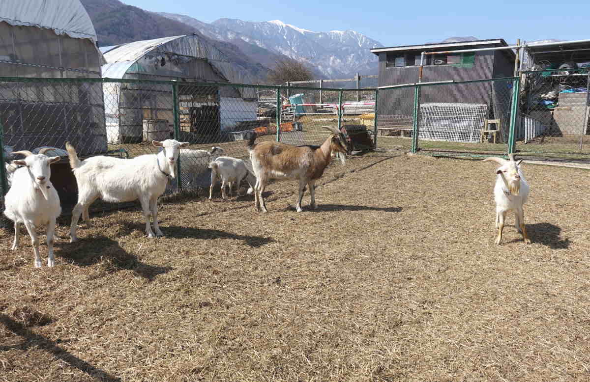 ヤギ牧場