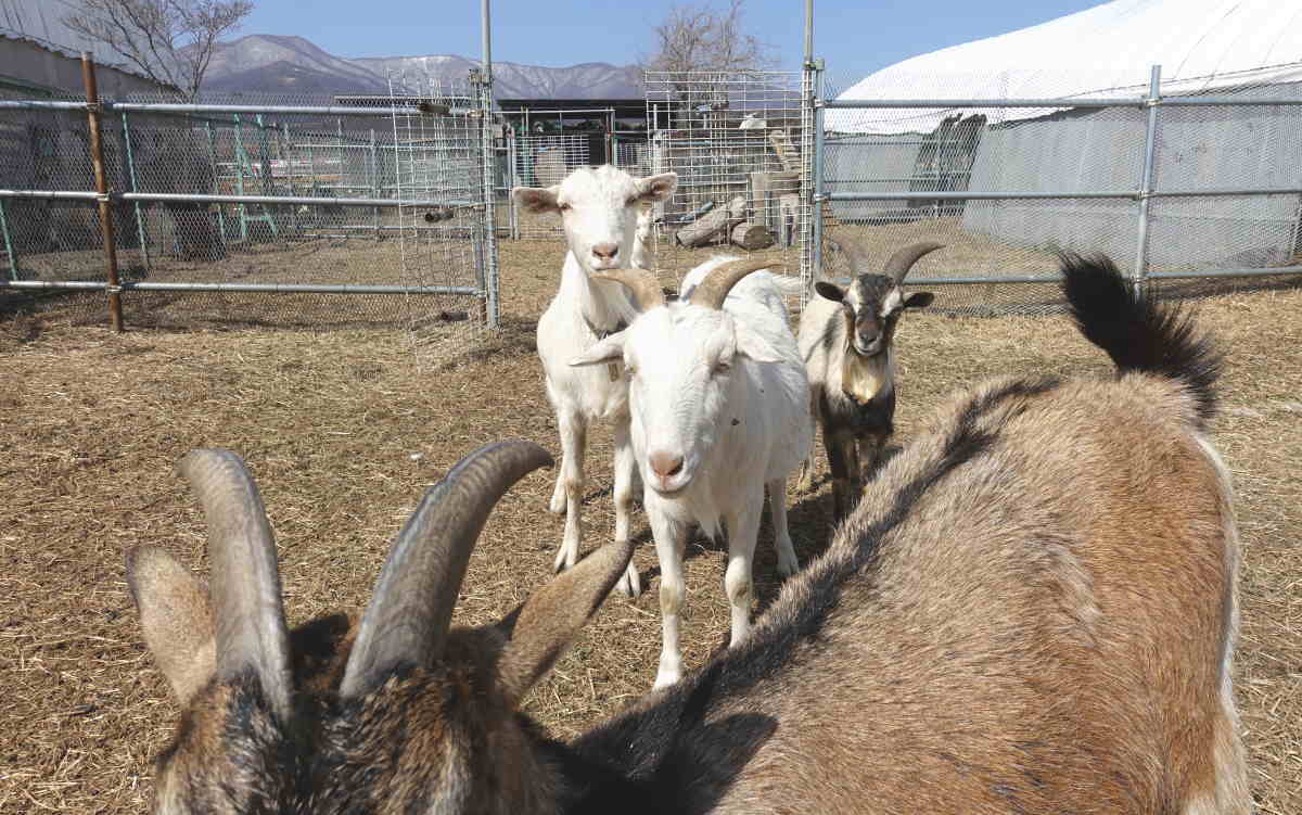ヤギ牧場