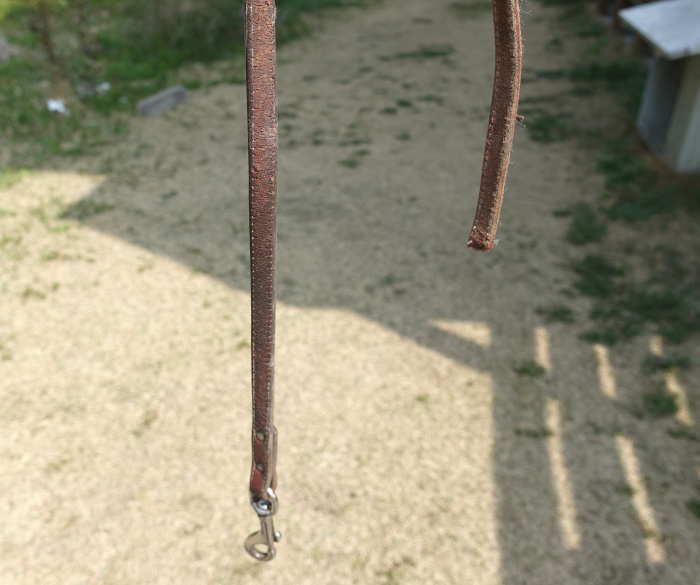 ヤギに切られたリード