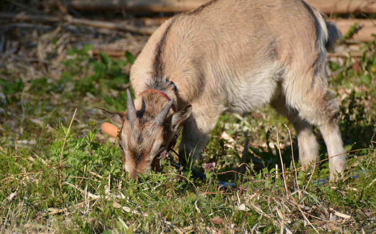 子ヤギ