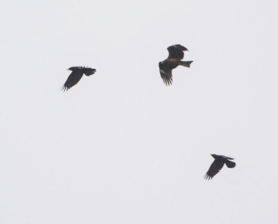 トビを追うカラス