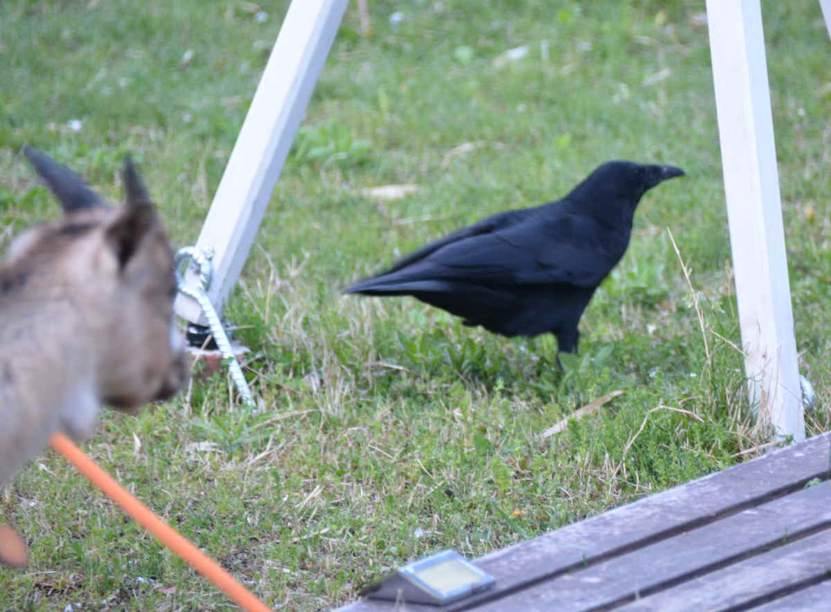 ヤギとカラス