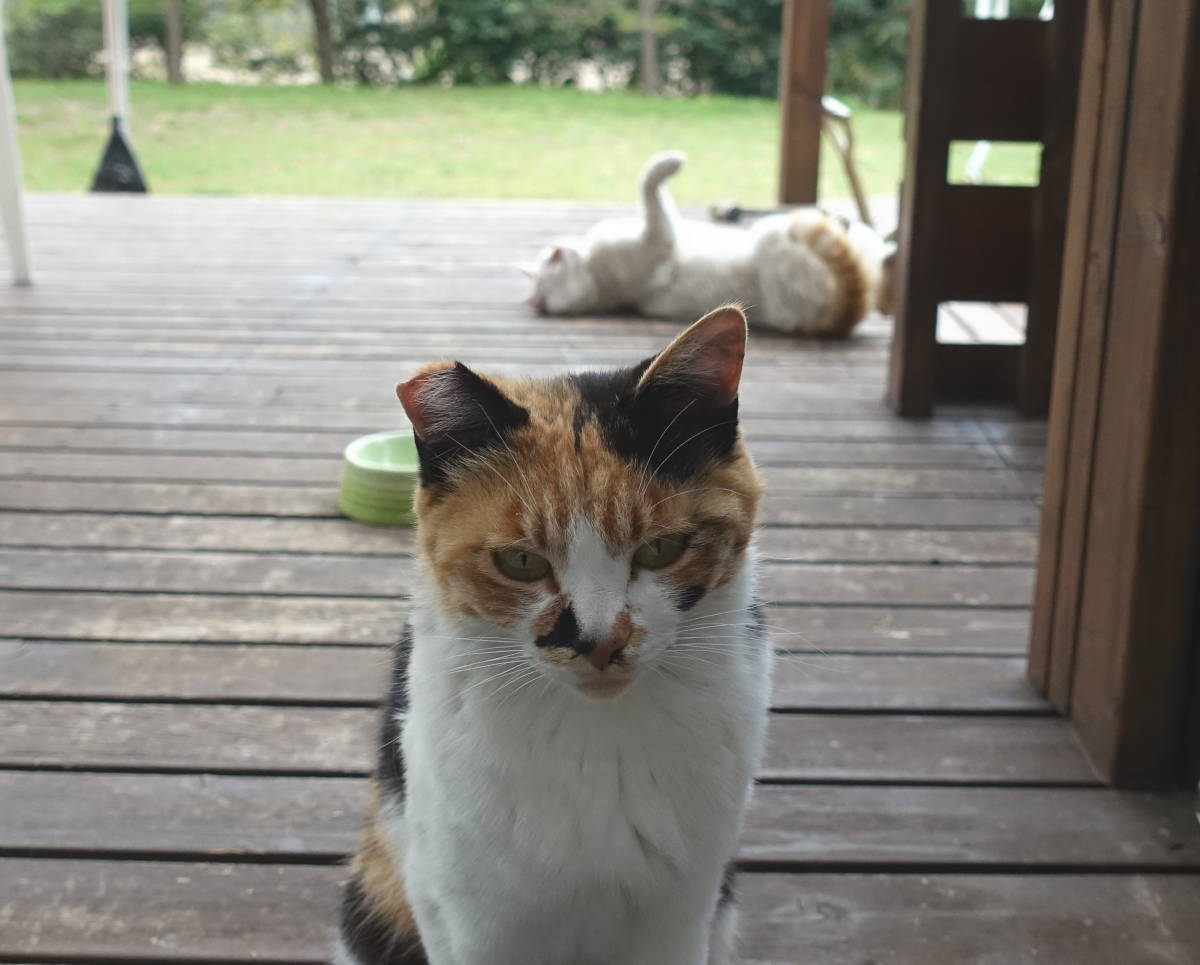 野良猫のハクホウ