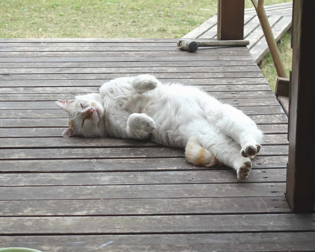 野良猫のハクホウ