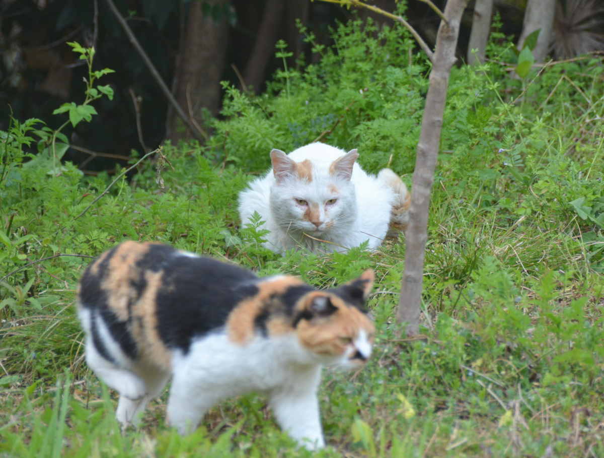 野良猫のハクホウ