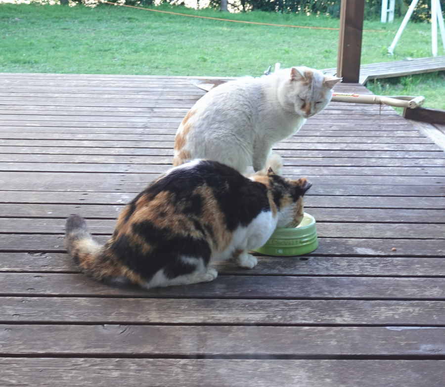 野良猫のハクホウ