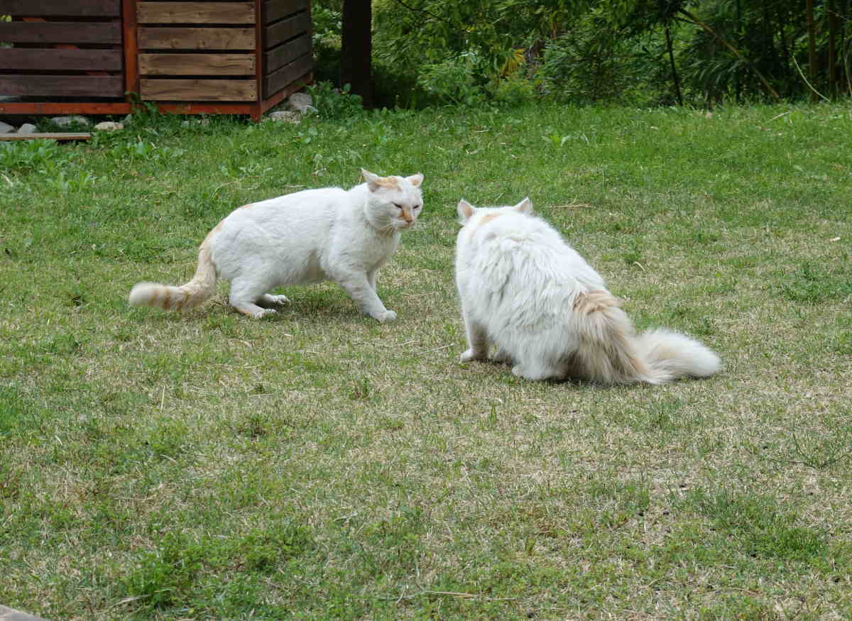 野良猫のハクホウ