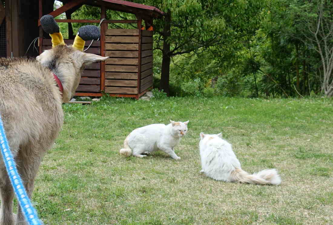 野良猫のハクホウ