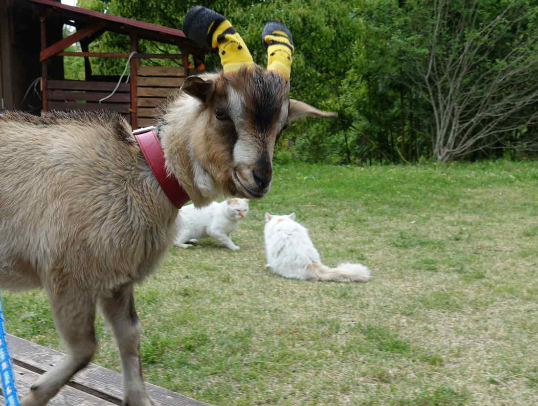 野良猫のハクホウ