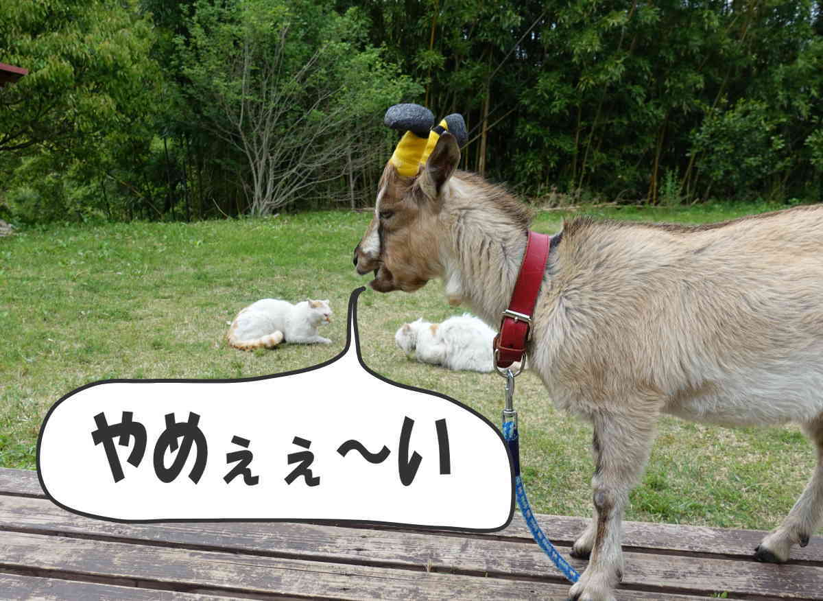 野良猫のハクホウ