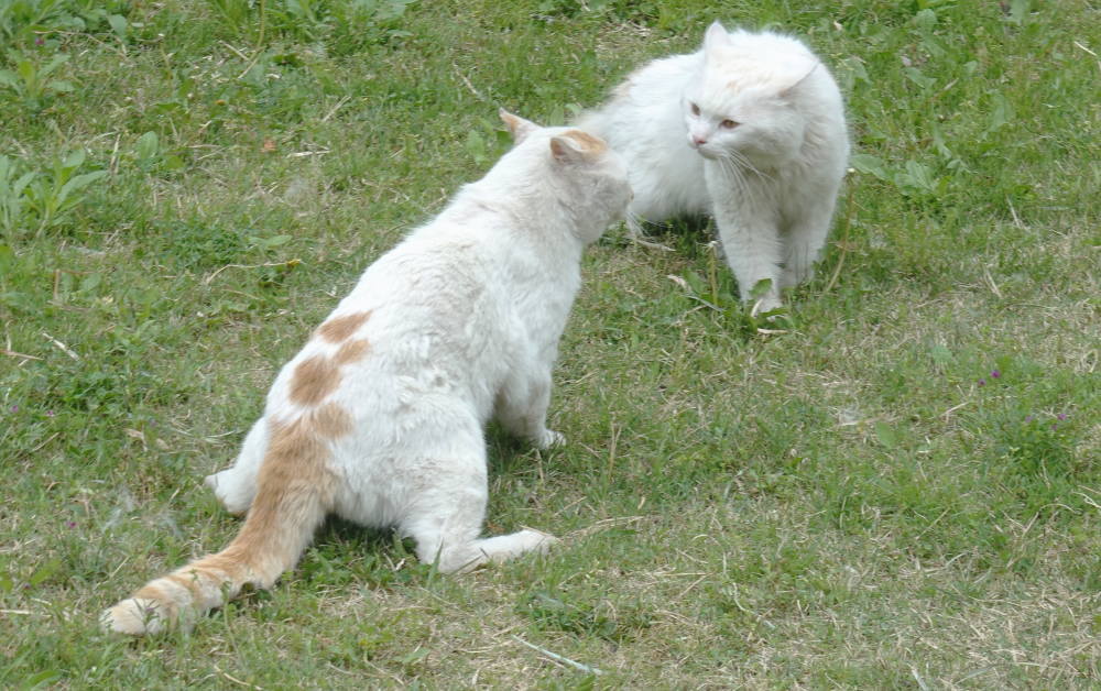 野良猫のハクホウ