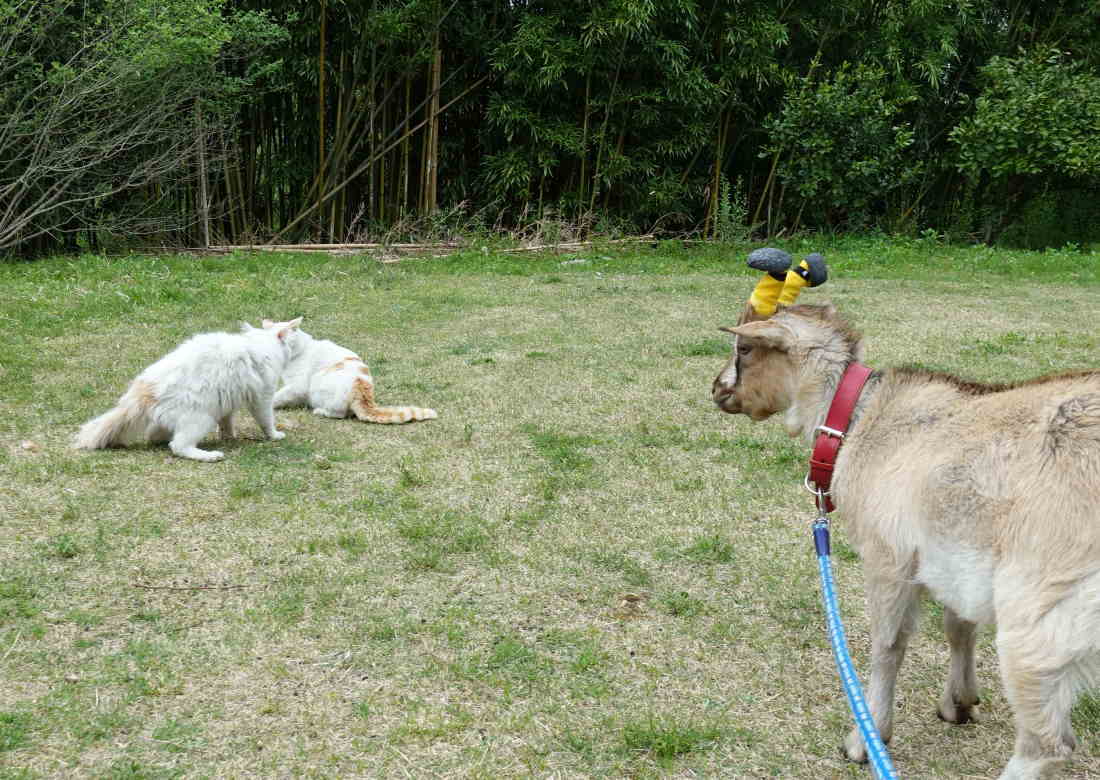 野良猫のハクホウ