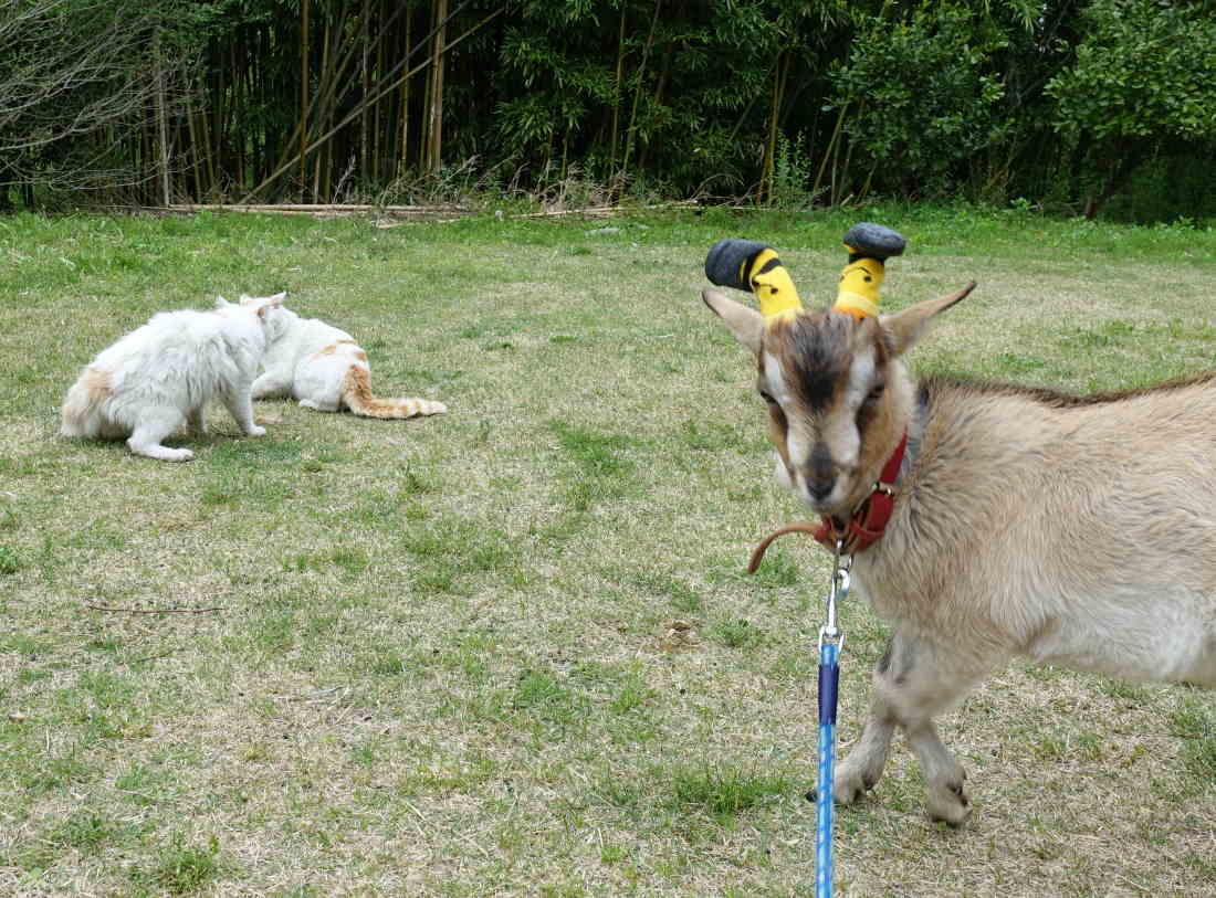 野良猫のハクホウ