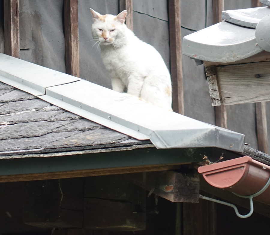 野良猫のハクホウ