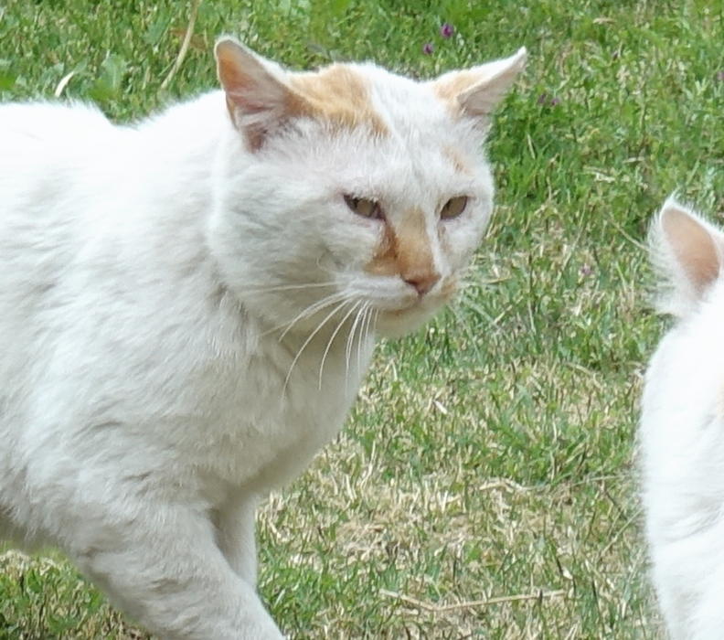野良猫のハクホウ