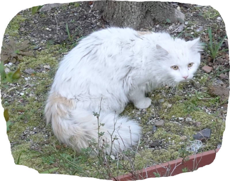 野良猫のホワイティ