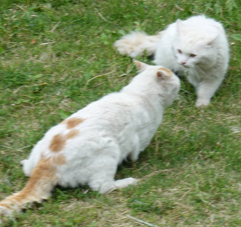 野良猫のハクホウ