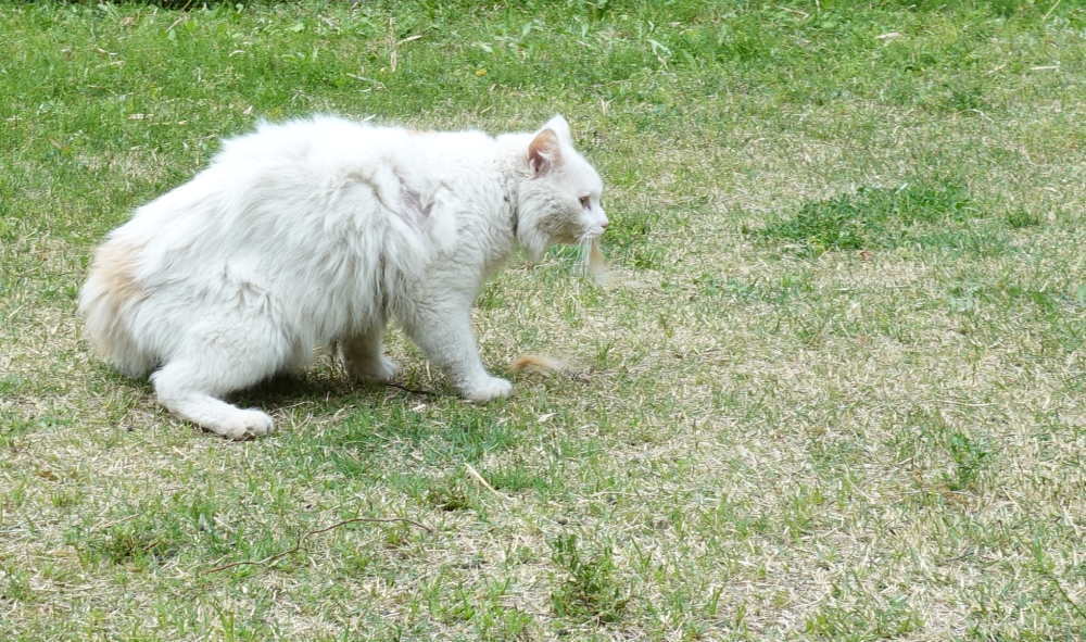 野良猫のハクホウ