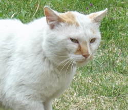 野良猫のハクホウ