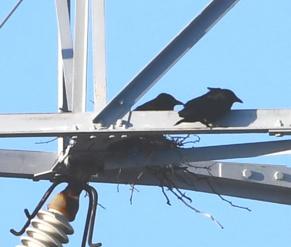 カラスの巣
