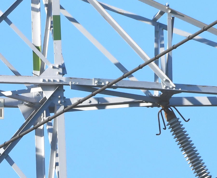 カラスの巣立ち