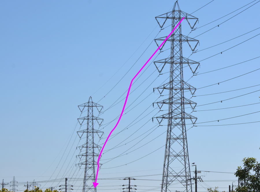 カラスの巣立ち