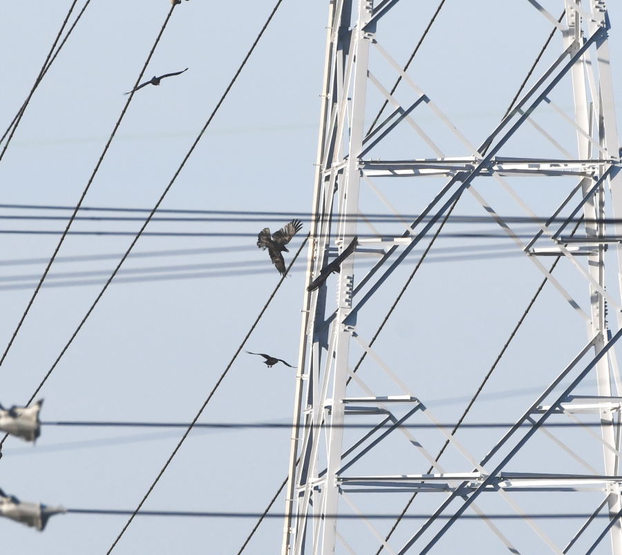 カラスの巣立ち