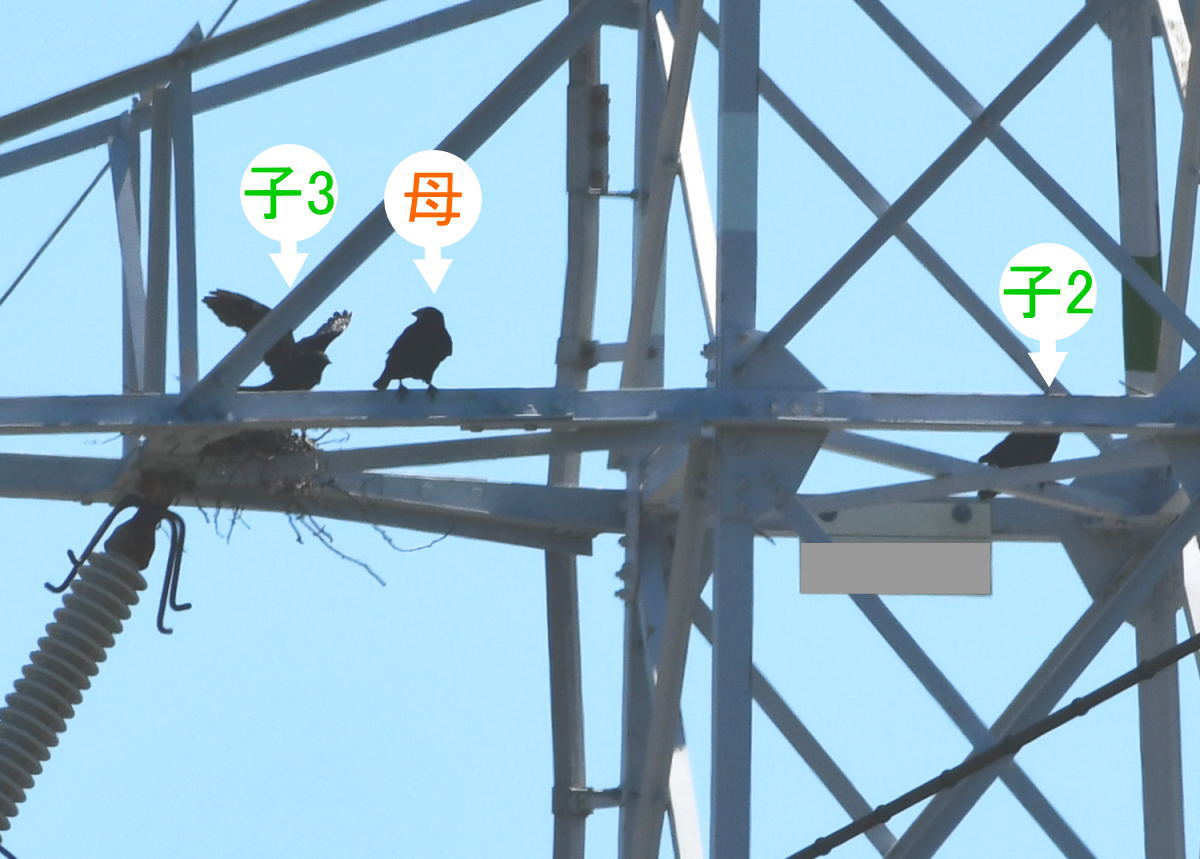 カラスの巣立ち