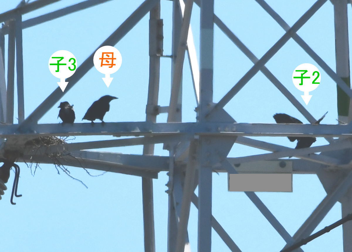 カラスの巣立ち