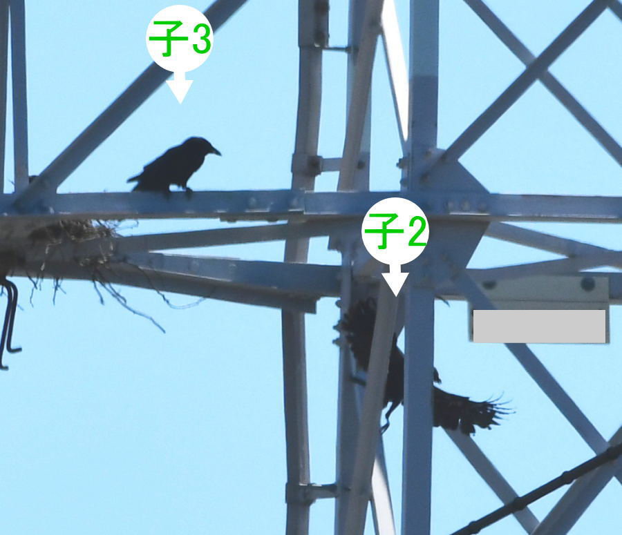 カラスの巣立ち