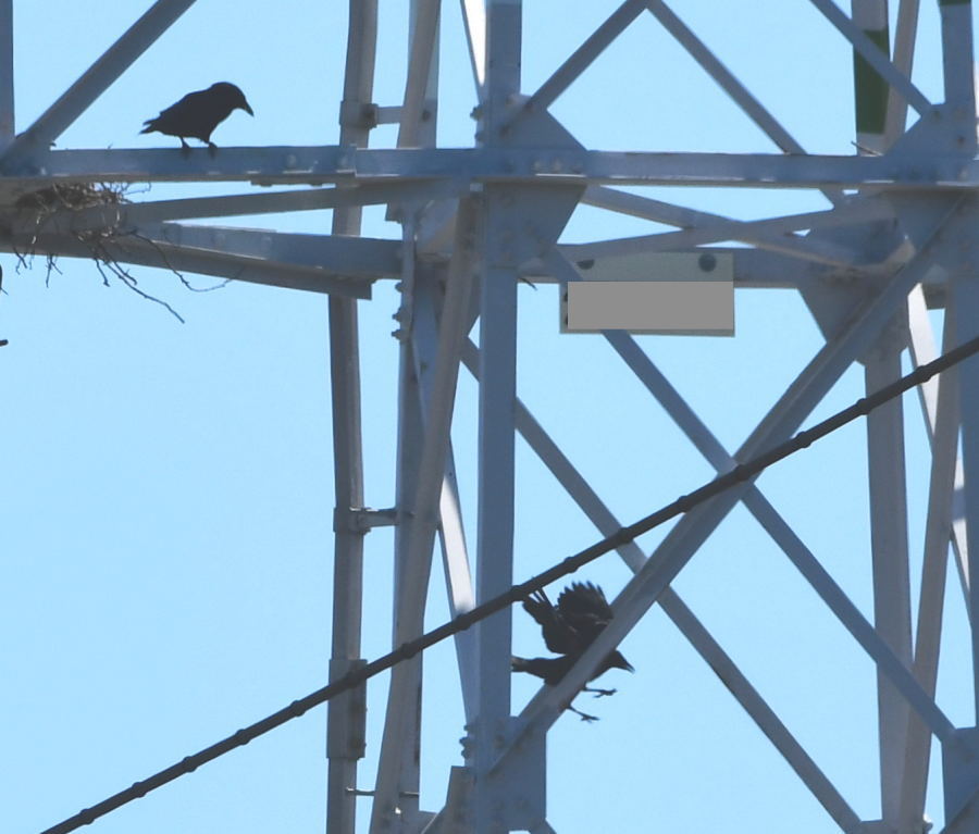 カラスの巣立ち