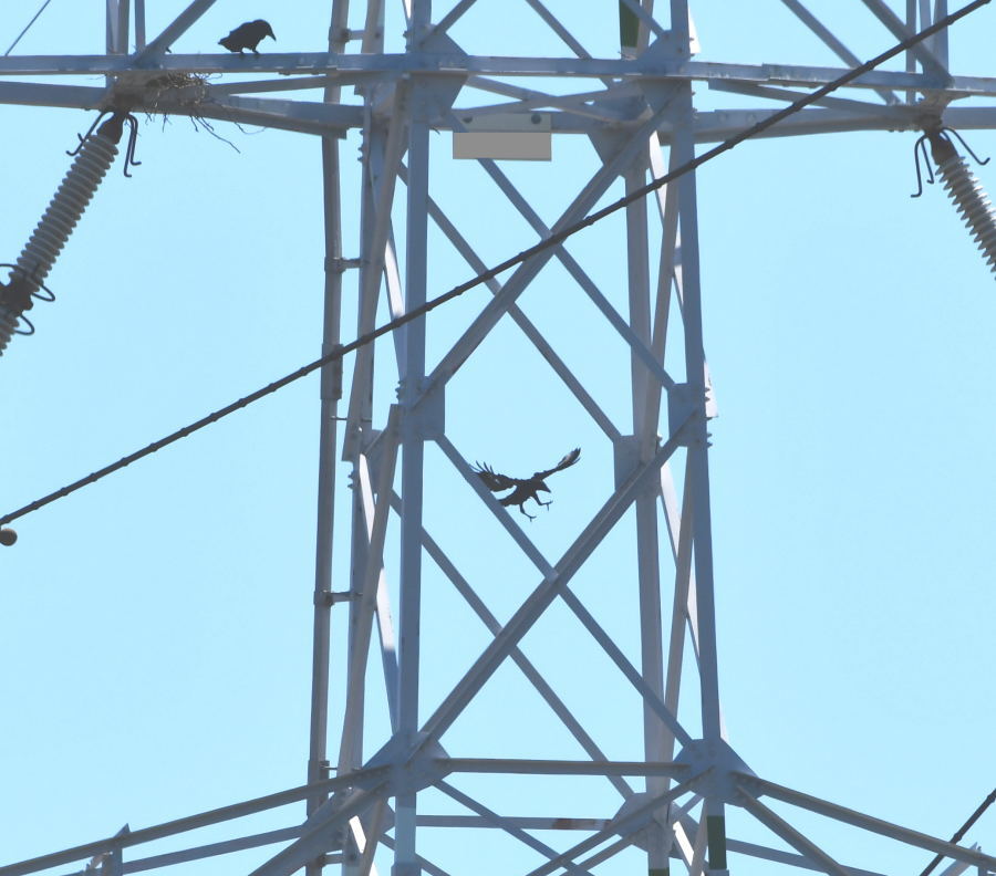 カラスの巣立ち