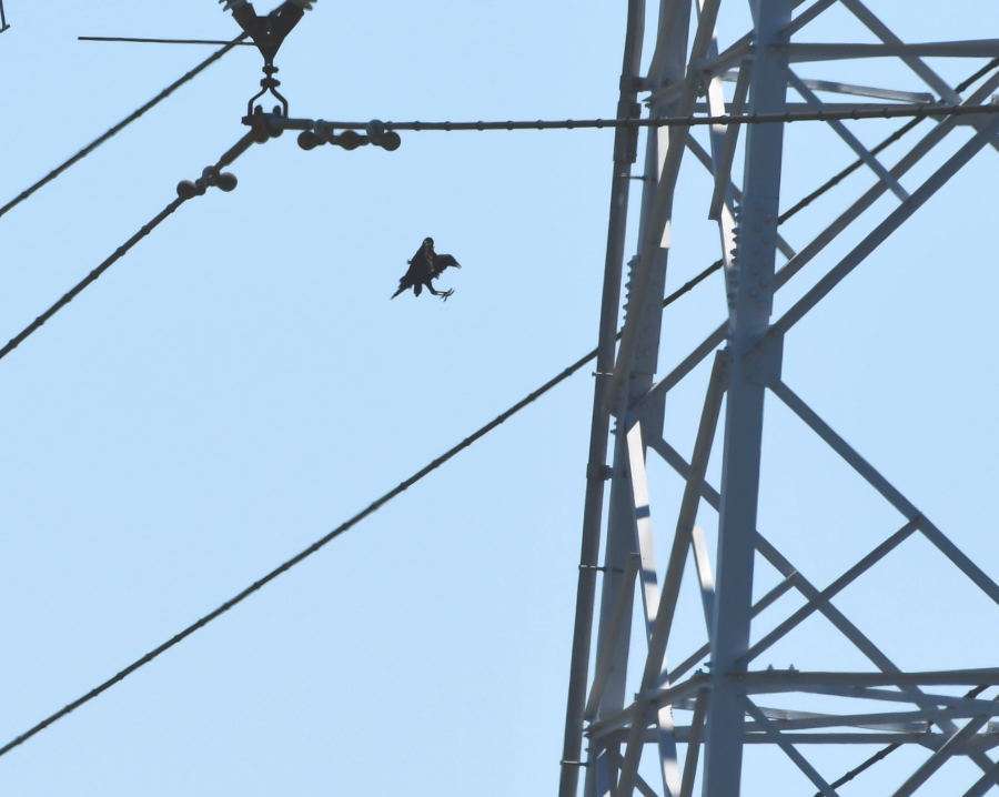 カラスの巣立ち