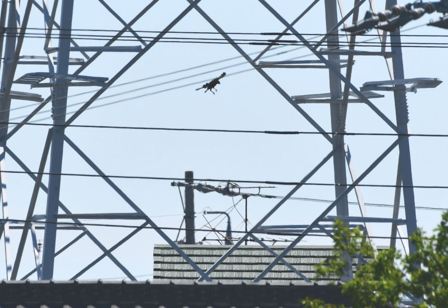 カラスの巣立ち