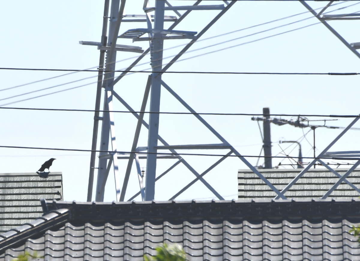 カラスの巣立ち