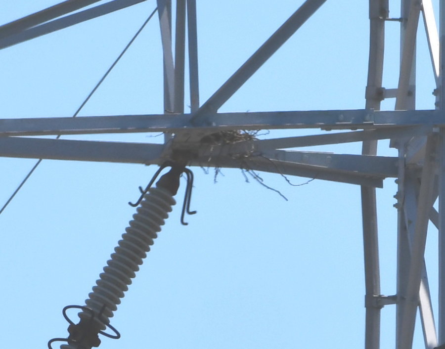 カラスの巣立ち