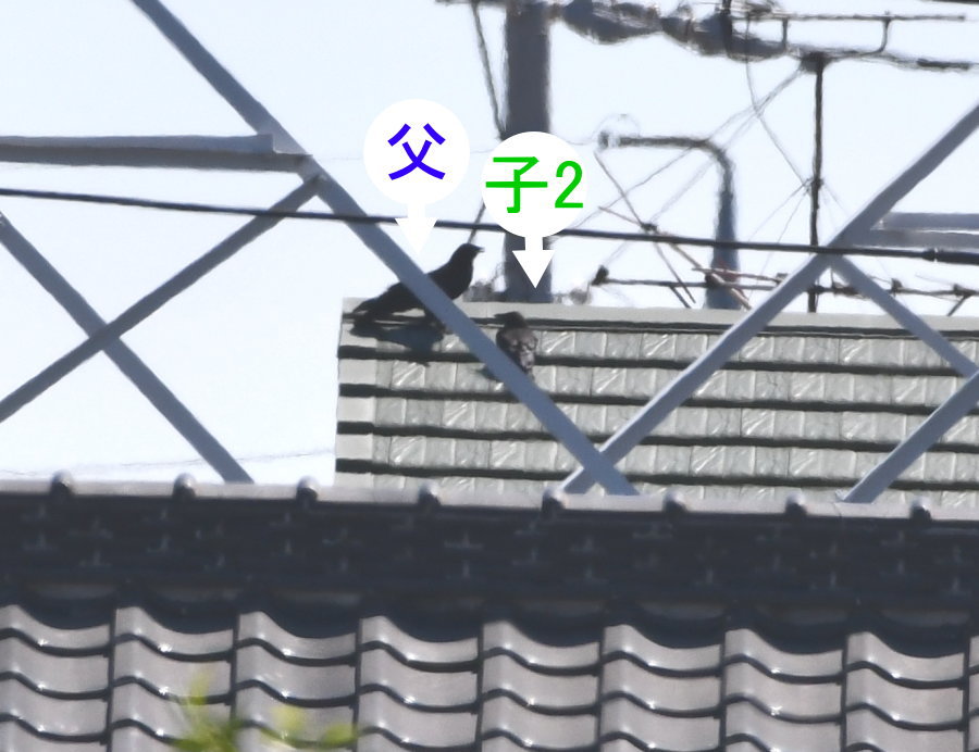 カラスの巣立ち