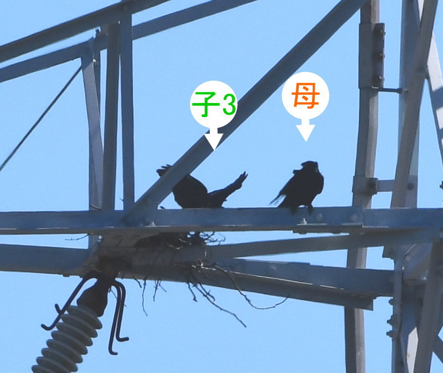 カラスの巣立ち