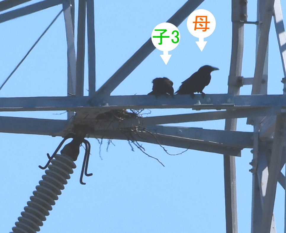 カラスの巣立ち